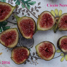 Ciccio Nero Ficus Carica fig