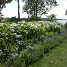 Privacy Plantings