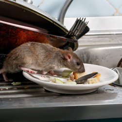 Pro Pest Control Cairns - Products