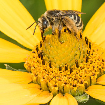 ]Heliopsis helianthoides
