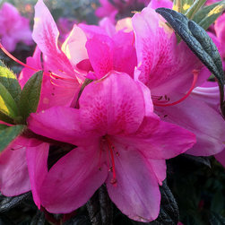 Current Featured Plants - Products