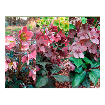 Merlin Hellebore