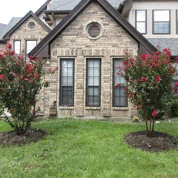Dynamite Crape Myrtle