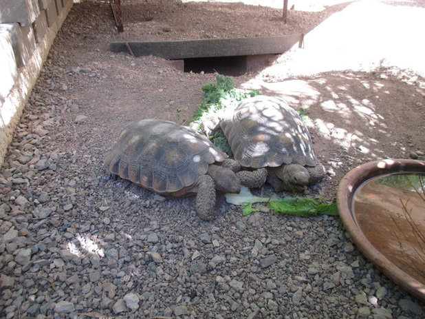 Pets Place: Tortoises