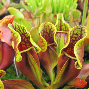 Insectivorous Plants