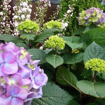 Bloomstruck Hydrangea