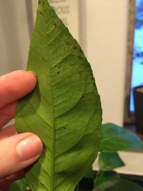 Meyer Lemon Tree Little Blackish Grey Spots On Backside Of Some Leave