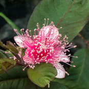 Foto von Midwestfruitjungle