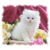 Nesma Ahmed's photo