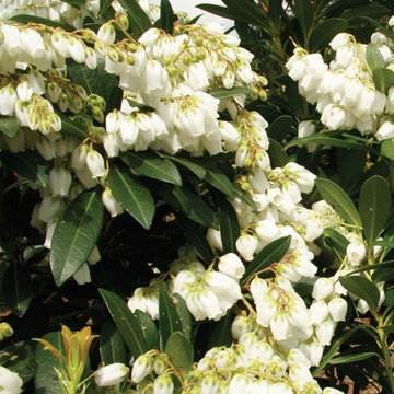 Mountain Snow™ Pieris Pieris japonica Mountain Snow™