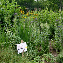 Rain Garden