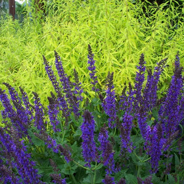 Plant Combinations