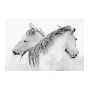 Stas - Horses Fine Art Giant Canvas Print, 72"x48"