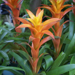 orchids - Products