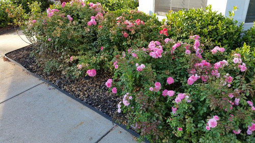 What Can I Plant in Front of Drift Roses 