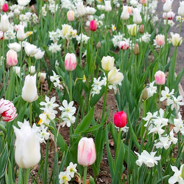 Garden Vignettes