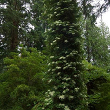 Vines