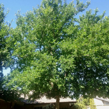 Trees We Love for North Texas