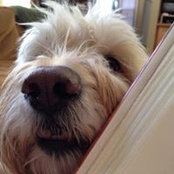 Cara Iovino's photo