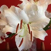 Karla Daugherty Agamy-Lane's photo