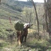 Laurie Esterlein's photo