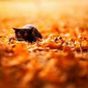 Shellie Connollys foto