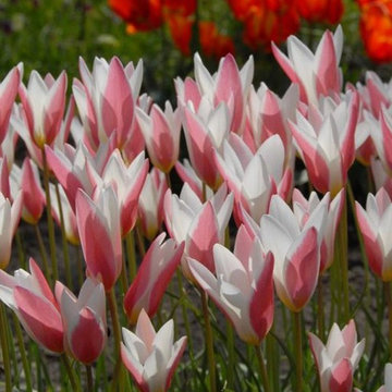 ‘Lady Jane’ Tulip Tulipa clusiana var. 'Lady Jane'