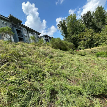 Professional Landscape Maintenance & Outdoor Cleanup