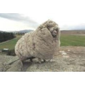 Rhondda Flock's photo