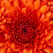 Elizabeth Simonetti's photo