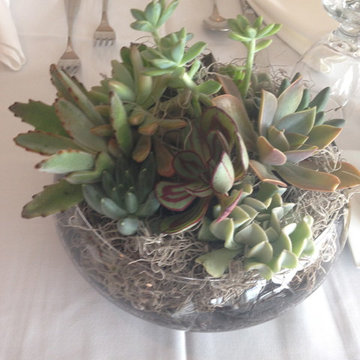 Fairy Gardens, Terrariums & Succulents