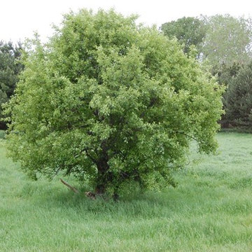 Common Buckthorn