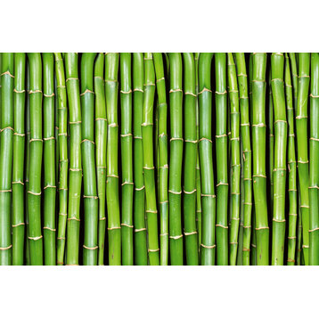 Bamboo Wall Mural
