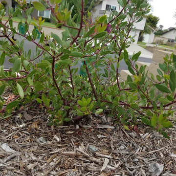 Mission Viejo Front Yard