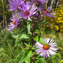 Rain Garden