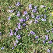 Mildred Heiges's photo