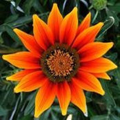 Lily Almeida's photo