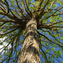Hernandez Tree Experts LLC
