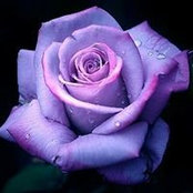 Natalie Lorenz's photo