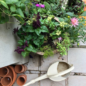 Mixed Planting in Garden Pot
