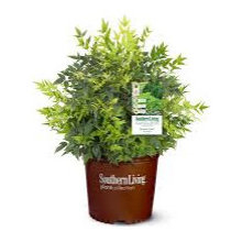 Andrews Proposed Plants