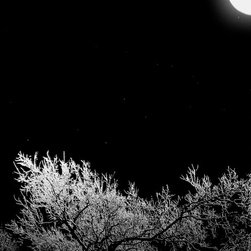 Moonlight Forest - Products