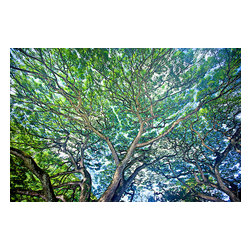 Douglas Page Photographic Arts - Waimea Monkeypod, Canvas Giclee, 48"x32" - Prints And Posters