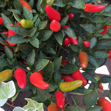 Fall Planting is Here! See what Sassafras Designs can do for you!