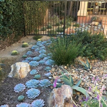 Succulent Excitement