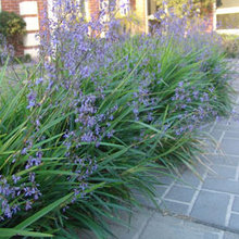 garden plants