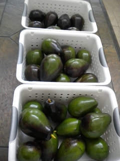 Brogdon Avocado Ripening
