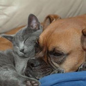 Tracy Glass-Carlson's photo