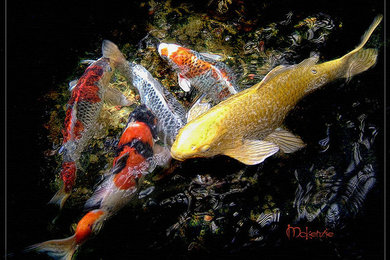 5 Koi Award-Winning Artwork Paintings Available for purchase by McKenzieArtStudi