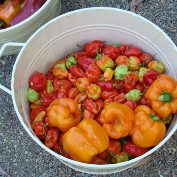 Vegetable gardens